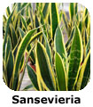 Sansevieria